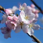 Prunus yedoensis 'Akebono'