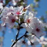 Prunus yedoensis 'Yoshino'