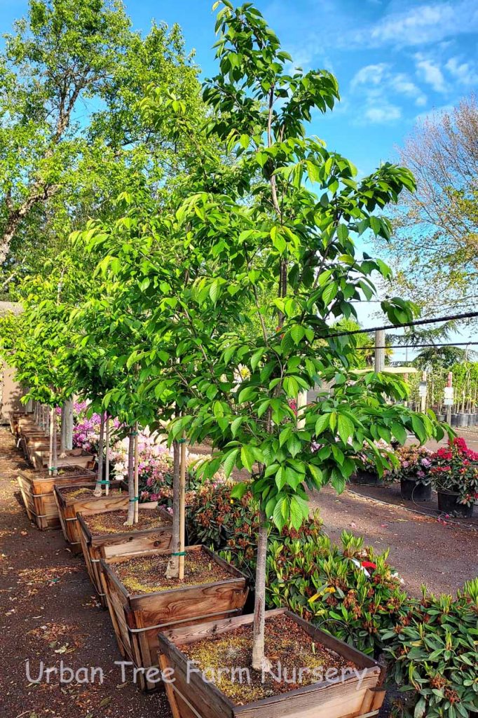 Prunus yedoensis 'Yoshino' | Urban Tree Farm Nursery