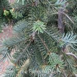 Pseudotsuga menziesii 'Graceful Grace'