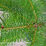 Pseudotsuga menziesii