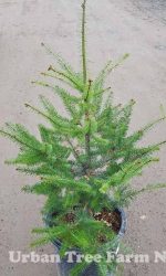 Pseudotsuga menziesii - Image 2