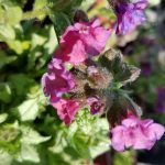 Pulmonaria longifolia 'Diana Clare'