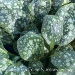 Pulmonaria saccharata 'Sissinghurst White'