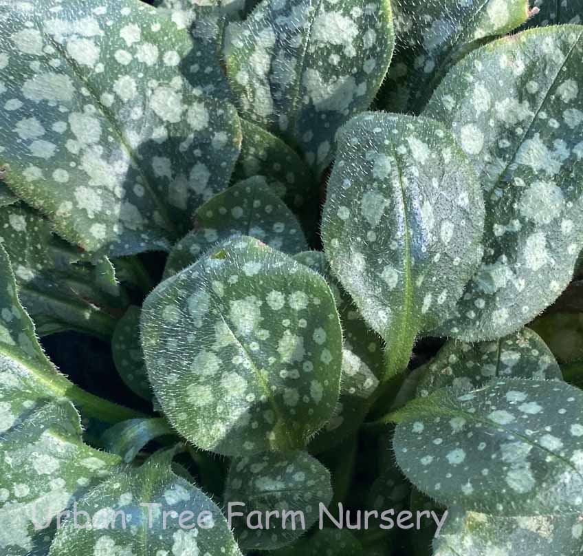 Pulmonaria-saccharata-Sissinghurst-White Pulmonaria saccharata 'Sissinghurst White' - Image 1