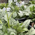 Pulmonaria x 'Opal'