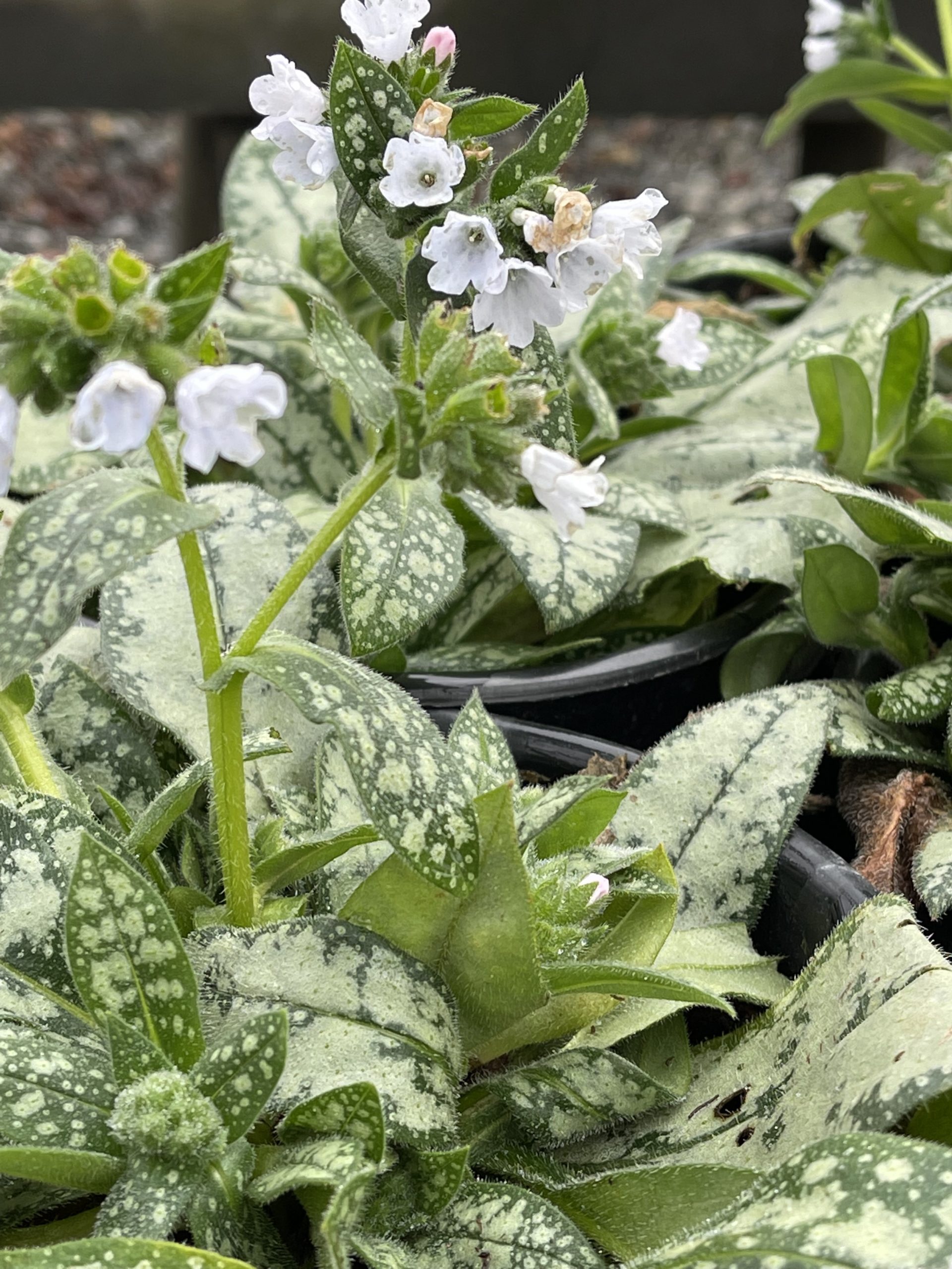 Pulmonaria-x-Opal-a Pulmonaria x 'Opal' - Image 1