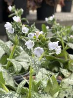 Pulmonaria x 'Opal' - Image 2