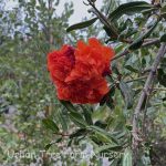 Punica granatum 'California Sunset' STD