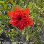 Punica granatum 'Mardi Gras'