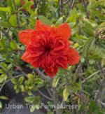 Punica granatum 'Mardi Gras'