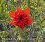 Punica granatum 'Mardi Gras' - Image 2