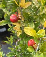 Punica granatum 'Mardi Gras' - Image 3