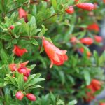 Punica granatum 'Nana'