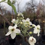Pyrus betulifolia 'Dancer'