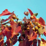 Pyrus calleryana 'Aristocrat'