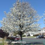 Pyrus calleryana 'Bradford'