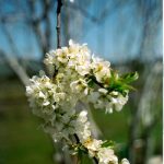 Pyrus calleryana 'Redspire'