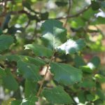 Quercus agrifolia NATURAL