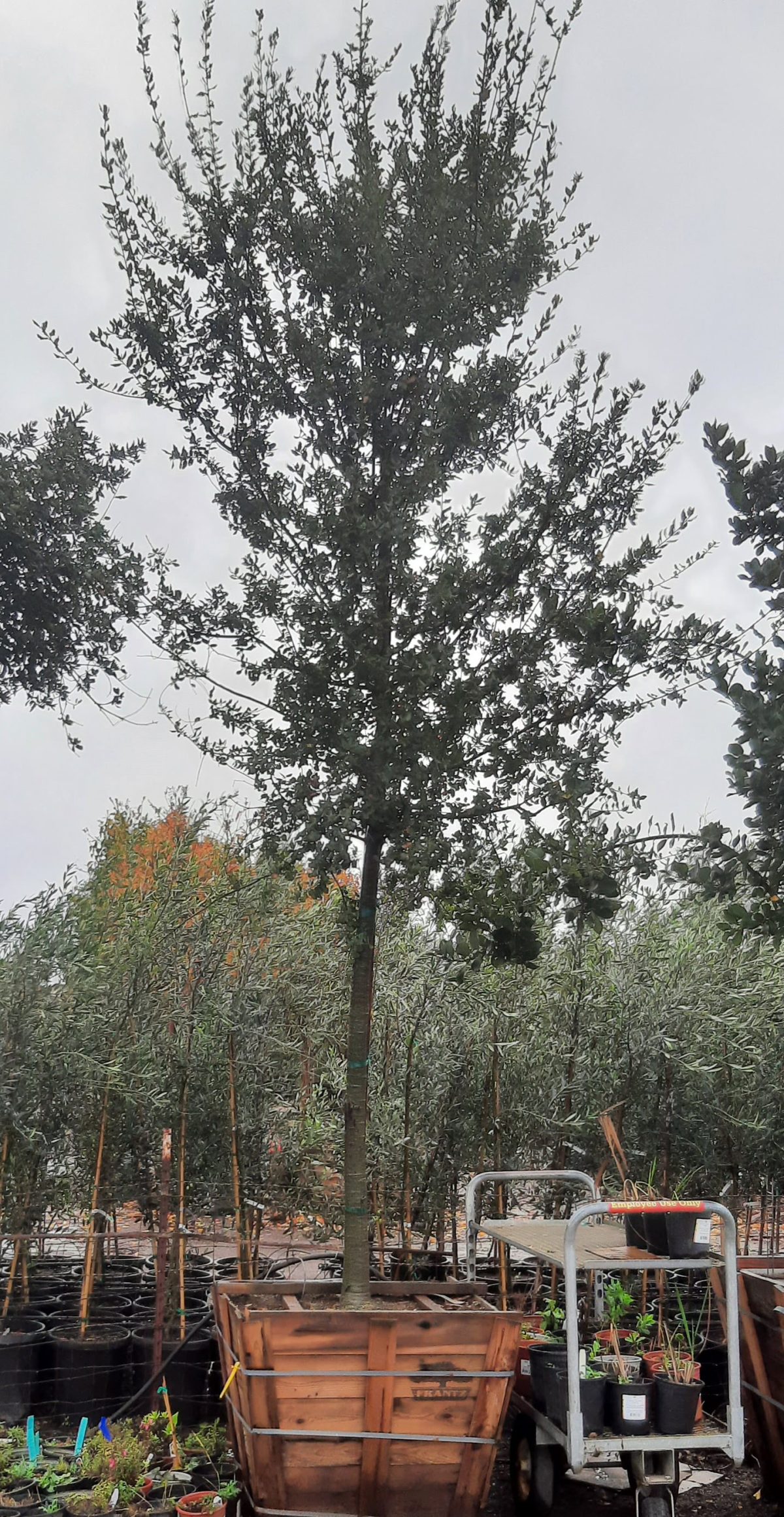 Quercus agrifolia STD b scaled
