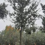 Quercus agrifolia STD