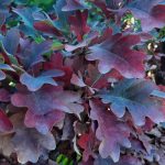 Quercus robur x alba 'Crimson spire'