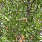 Quercus virginiana NATURAL