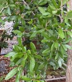 Quercus virginiana NATURAL - Image 2