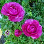 Ranunculus asiaticus 'Mache Purple'