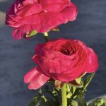 Ranunculus asiaticus 'Mache Rose'