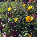 Ranunculus californicus