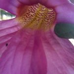 Rehmannia elata 'Rose Glow'