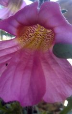 Rehmannia elata 'Rose Glow'