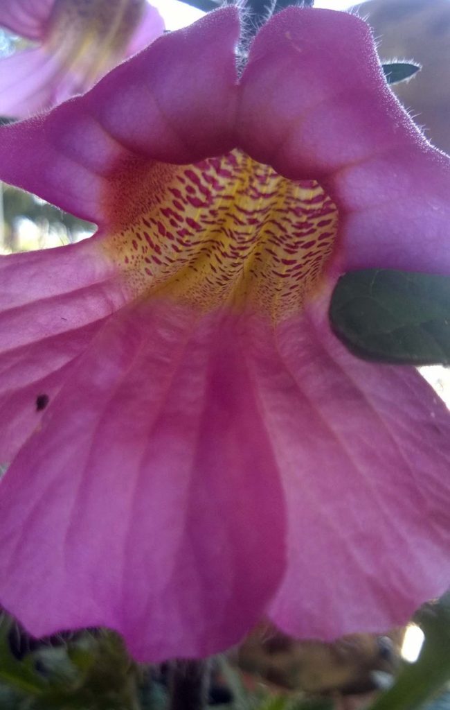 Rehmannia elata 'Rose Glow' | Urban Tree Farm Nursery