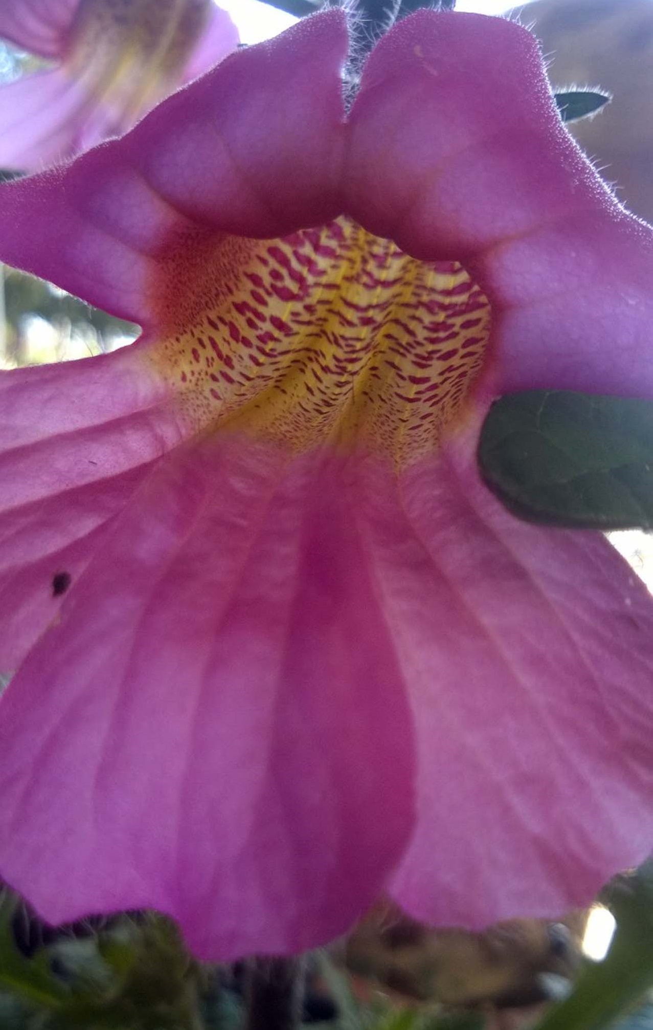 Rehmannia elata 'Rose Glow' | Urban Tree Farm Nursery