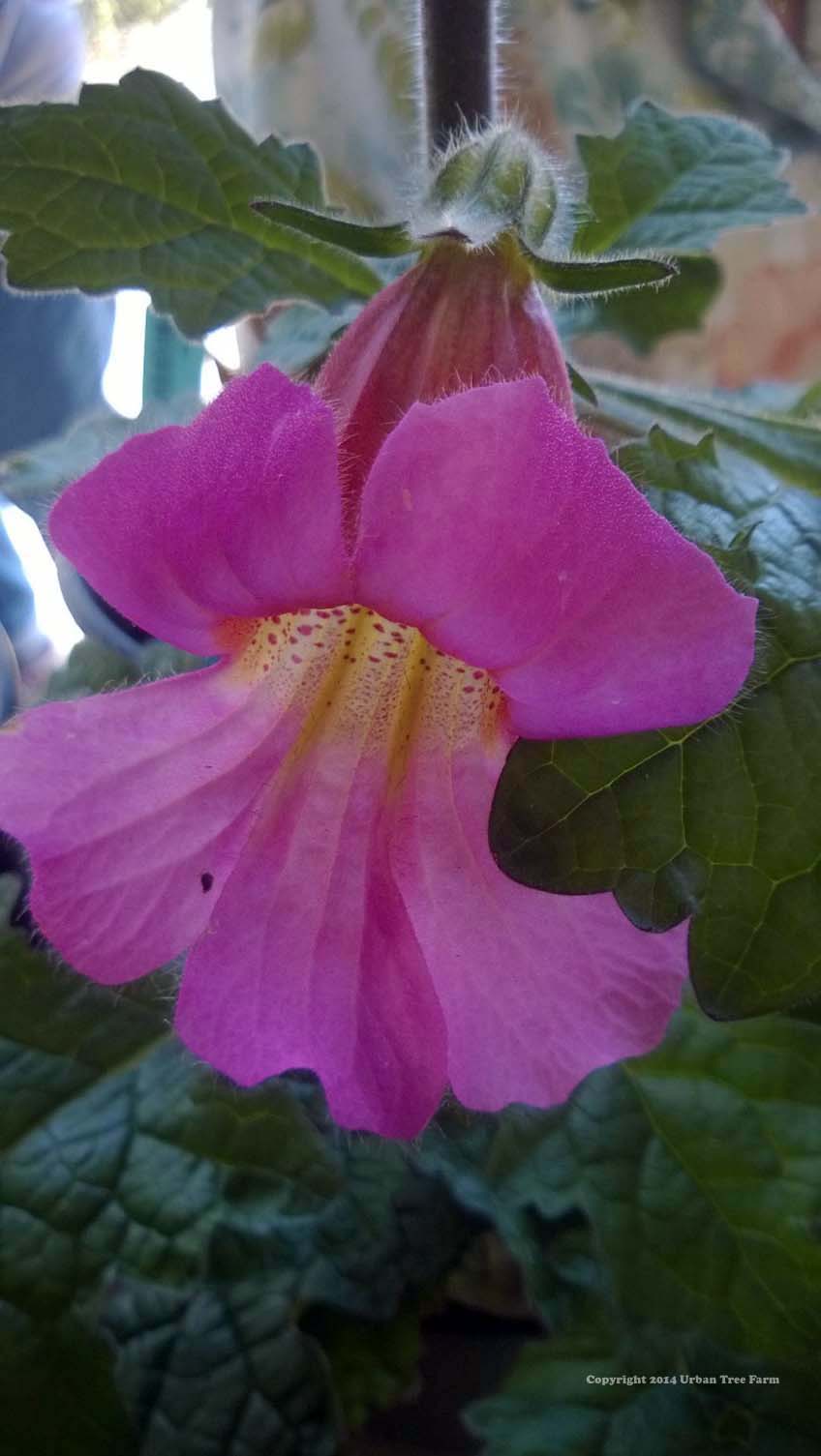 Rehmannia elata 'Rose Glow' | Urban Tree Farm Nursery