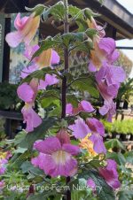 Rehmannia elata 'Rose Glow' - Image 3