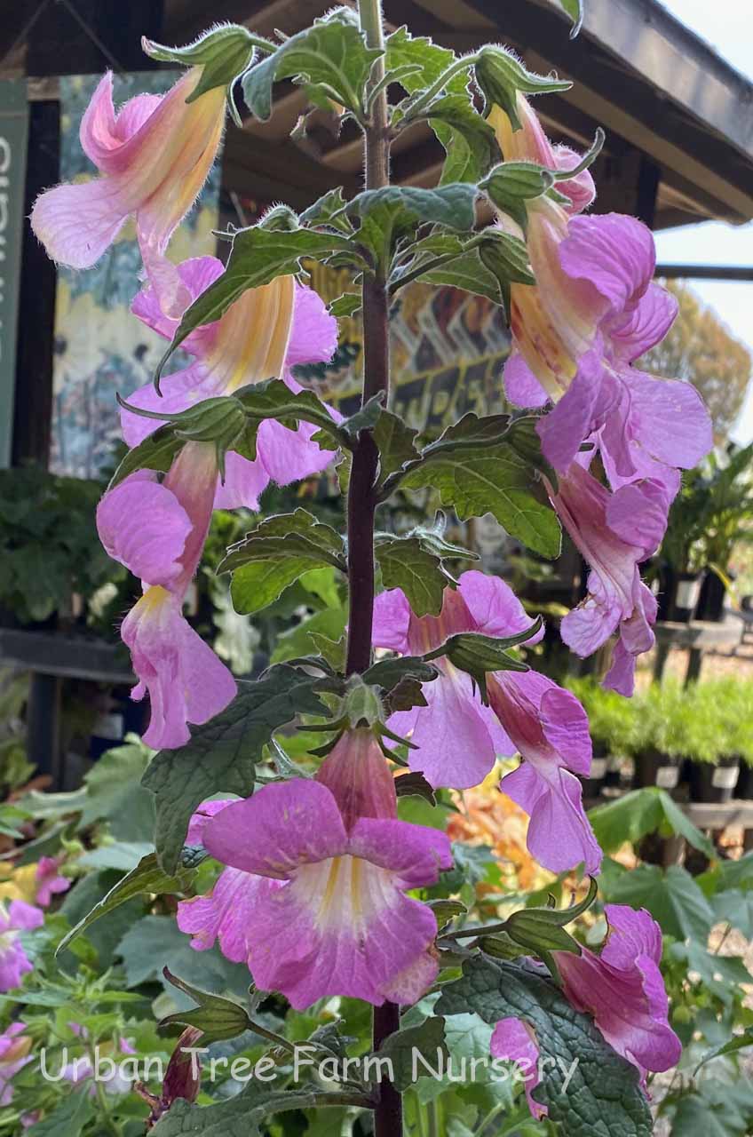 Rehmannia elata 'Rose Glow' | Urban Tree Farm Nursery