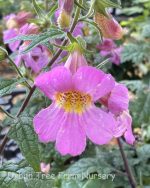 Rehmannia elata 'Rose Glow' - Image 4