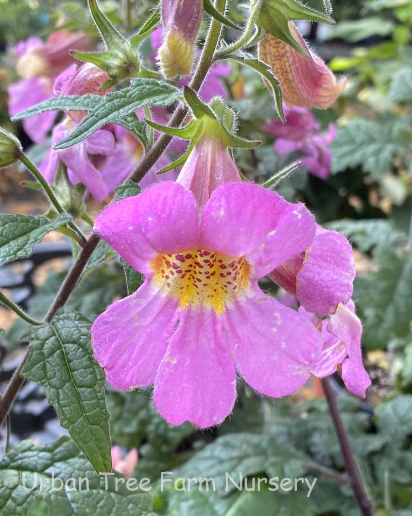Rehmannia elata 'Rose Glow' | Urban Tree Farm Nursery