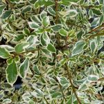 Rhamnus alaternus 'Variegata'