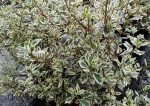 Rhamnus alaternus 'Variegata' - Image 2