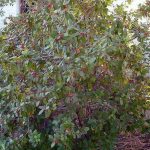 Rhamnus californica 'Eve Case'