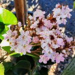 Rhaphiolepis 'Magnificent'