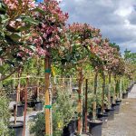 Rhaphiolepis 'Majestic Beauty' STD