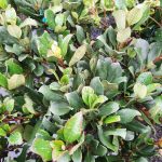 Rhaphiolepis indica 'Pink Lady' STD