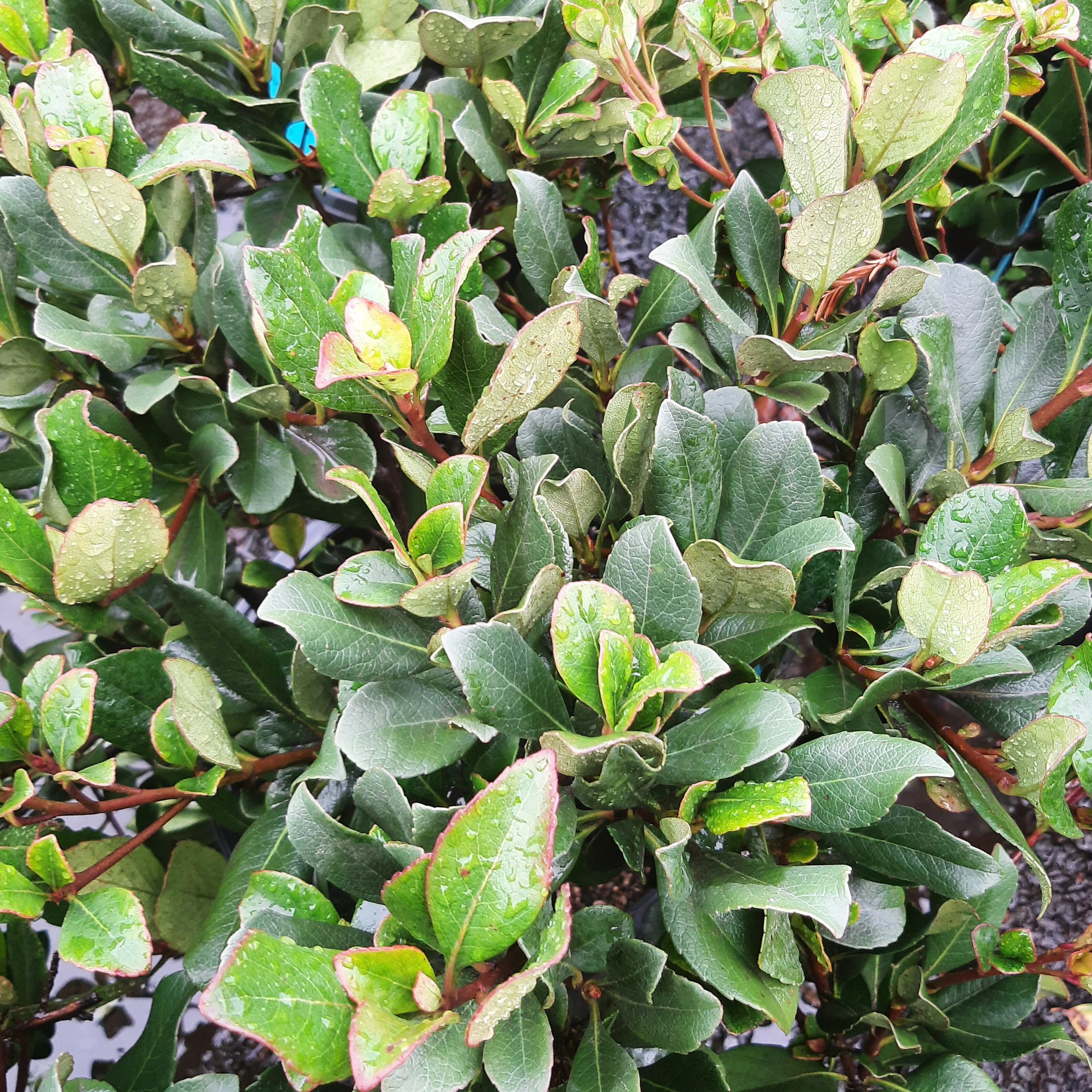 Rhaphiolepis-indica-Pink-Lady-STD Rhaphiolepis indica 'Pink Lady' STD - Image 1