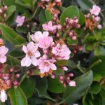 Rhaphiolepis indica 'Pinkie'