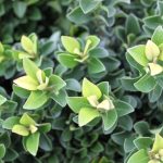 Rhaphiolepis umbellata 'Minor'