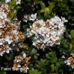 Rhaphiolepis umbellata